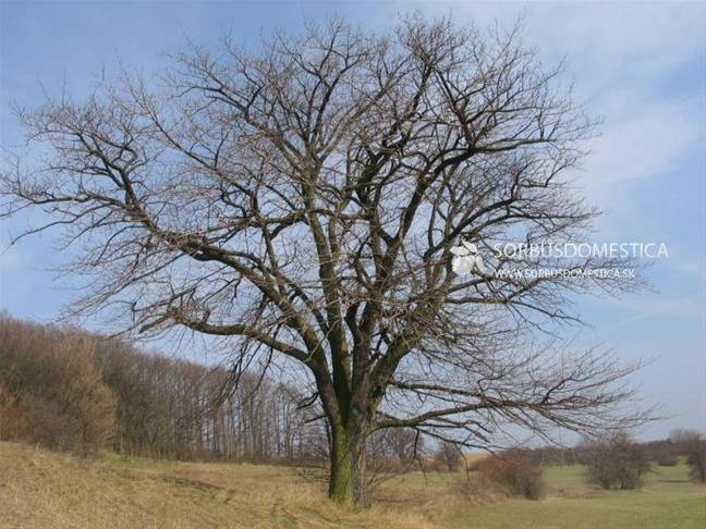 Najväčší ovocný strom Európy